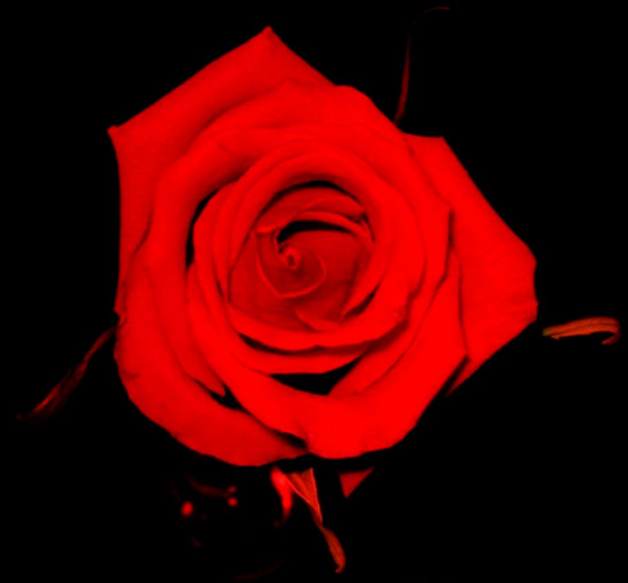 Story The Red Rose Story The Red Rose