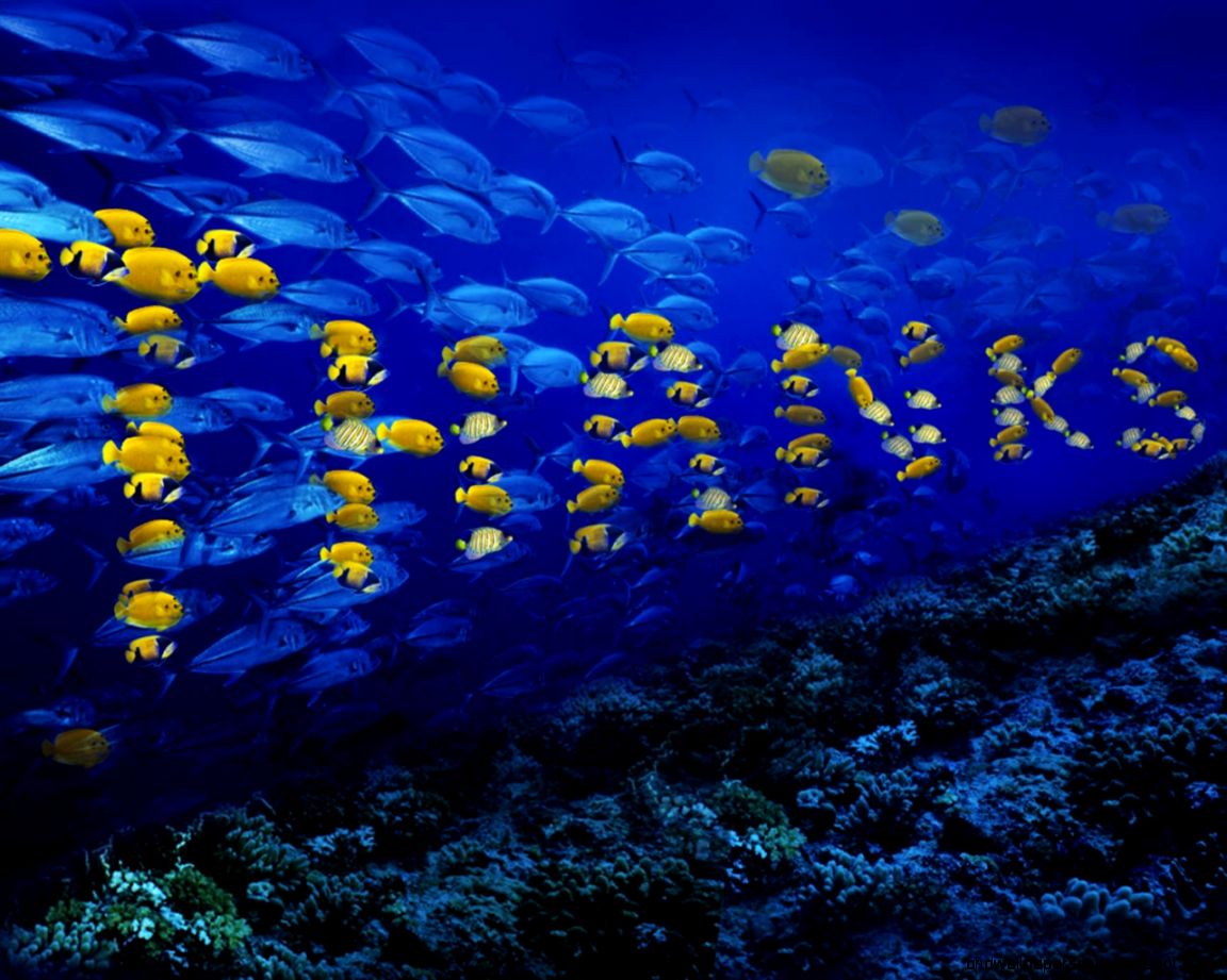 niceFree Computer niceFree Computer