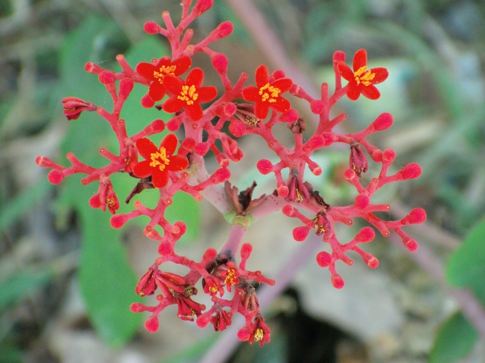 flowerflouristhere Kinds of flowers located in the Philippines