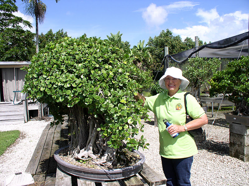 Florida Flowers and Gardens The Bonsai Garden at Miami Tropical Bonsai