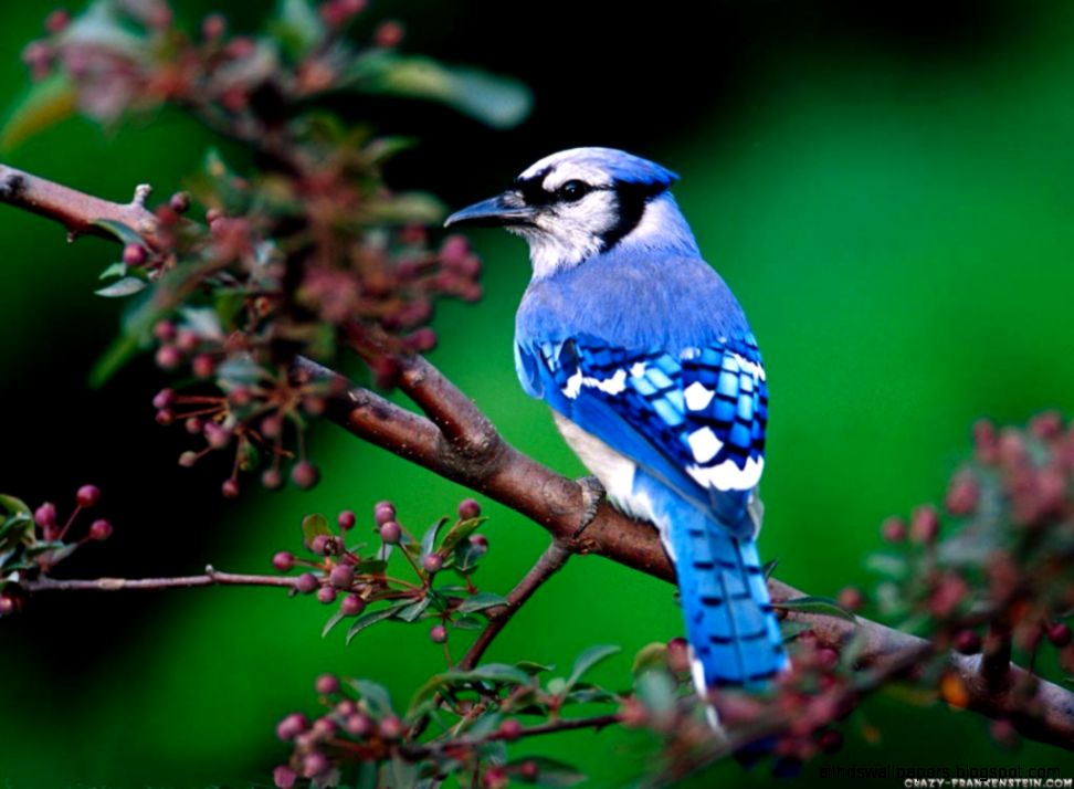 Blue Jay Bird Nature Blue Jay Bird Nature