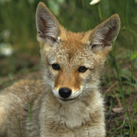 Coyote pup for cover