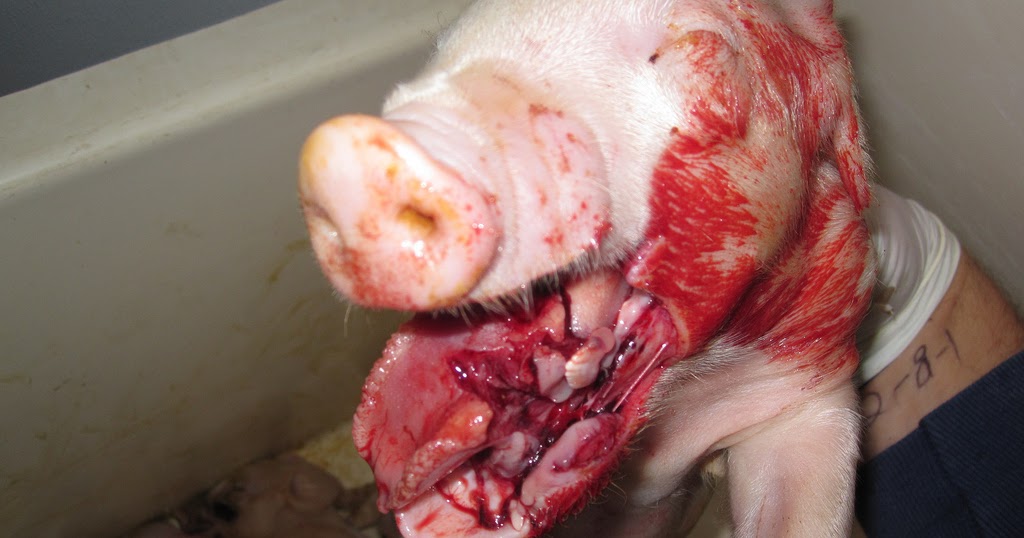 *How to live a healthy and holistic lifestyle Say NO to