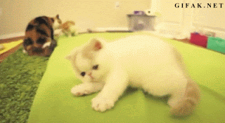 cute kitten gif