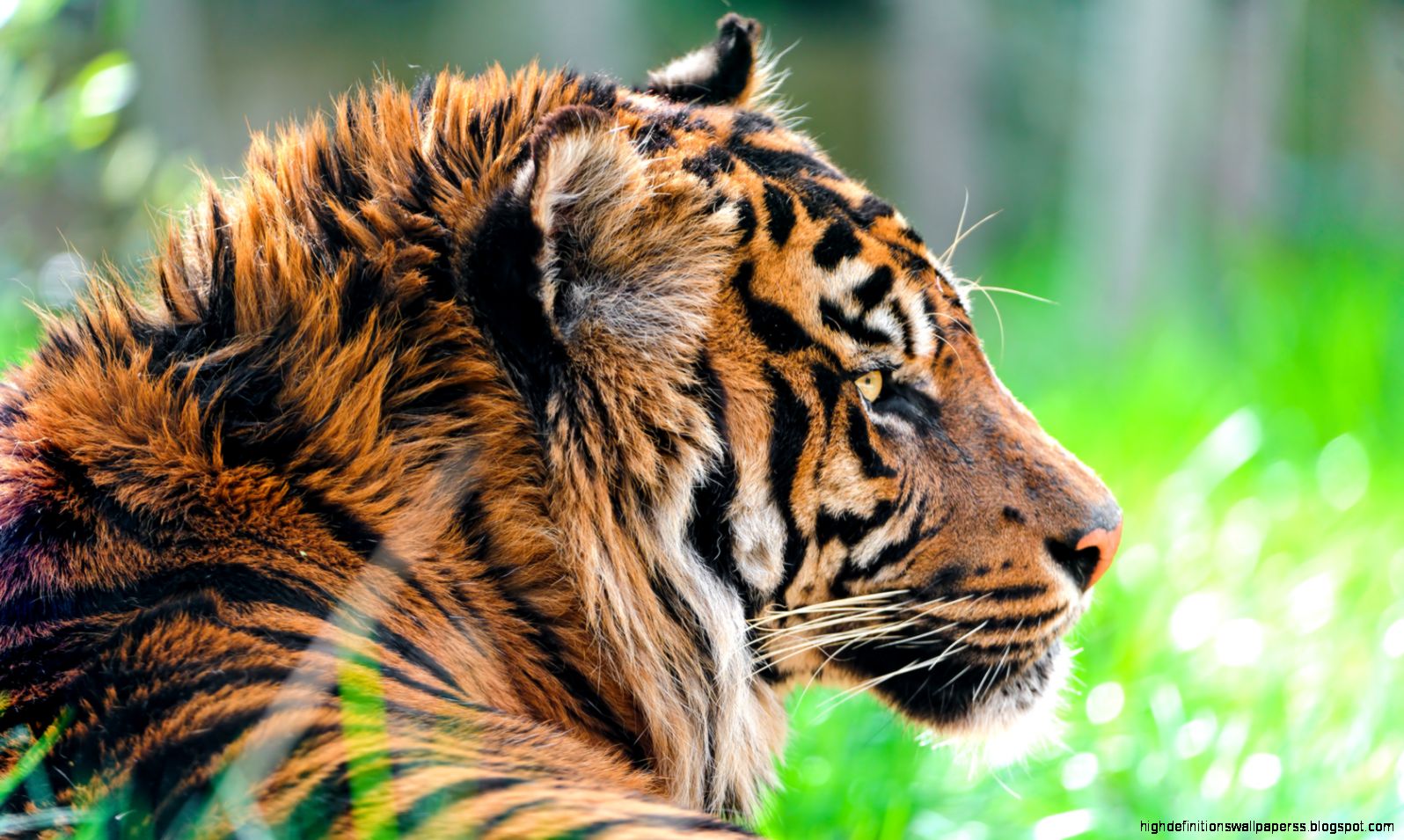 Sumatran Tiger Hd Wallpapers Sumatran Tiger Hd Wallpapers
