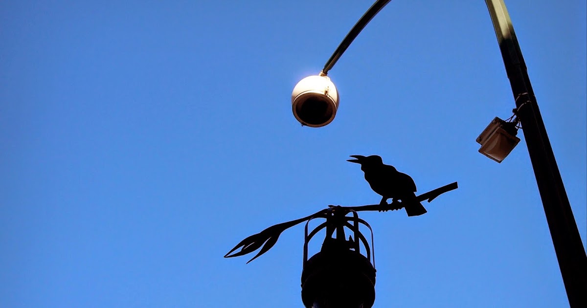 Perth Daily Photo As the crow flies...