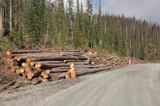 timber