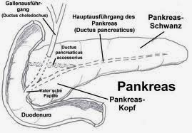 Cara memperbaiki pankreas secara alami