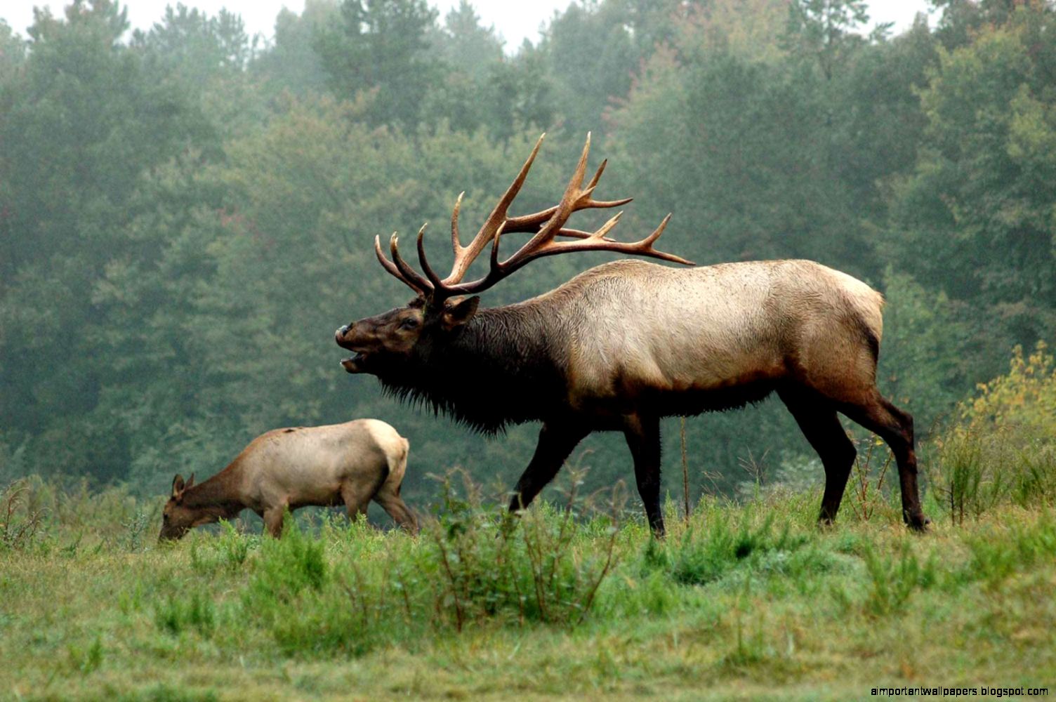 Elk images free Elk images free