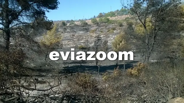 Πύρινη λαίλαπα στη Χαλκίδα: Η φωτιά έφτασε μέχρι τον Δοκό και το Αφράτι!  Κάηκαν χιλιάδες στρέμματα πράσινου (ΦΩΤΟ & ΒΙΝΤΕΟ)
