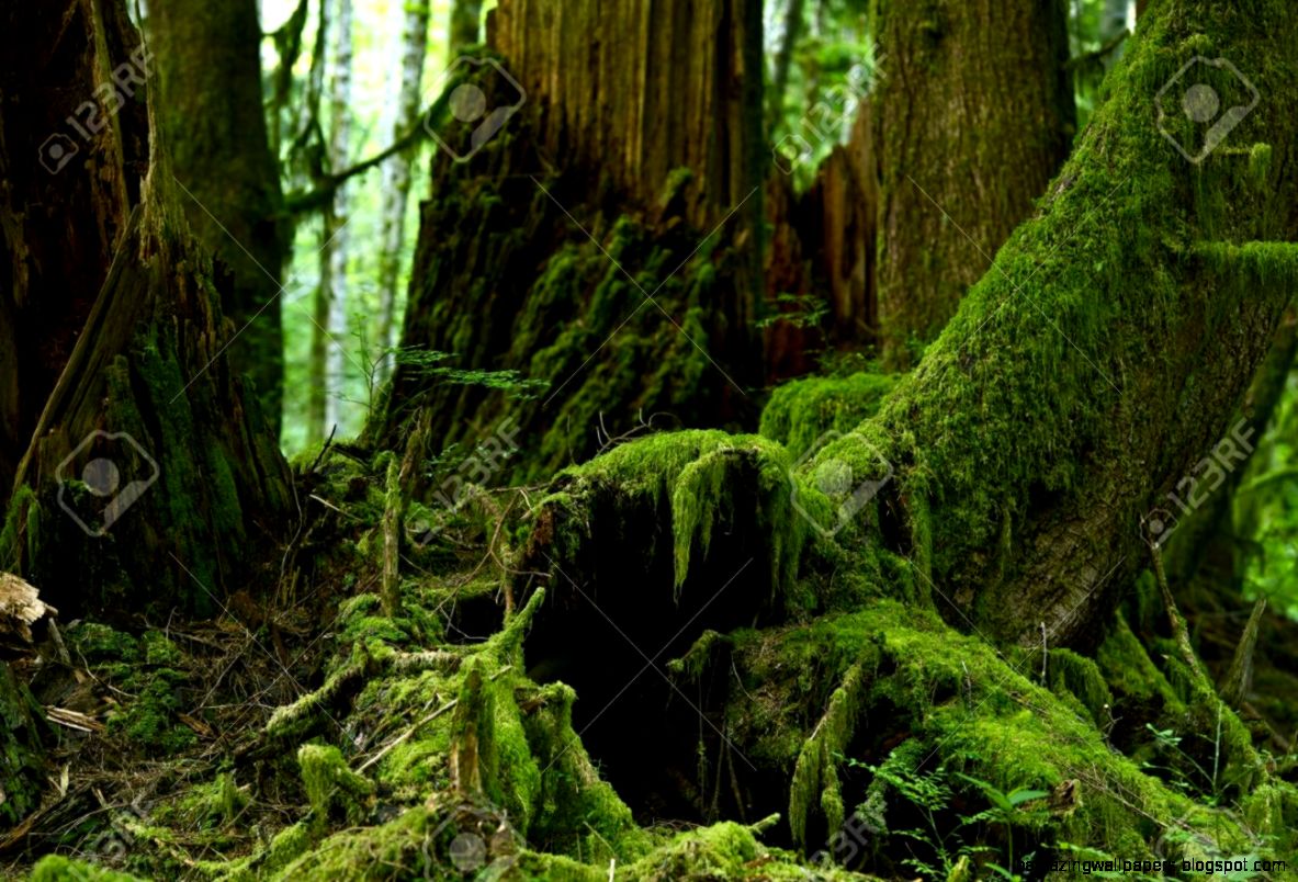 Mossy Forest Details Pacific Northwest Rainforest Habitat Mossy Forest Details Pacific Northwest Rainforest Habitat