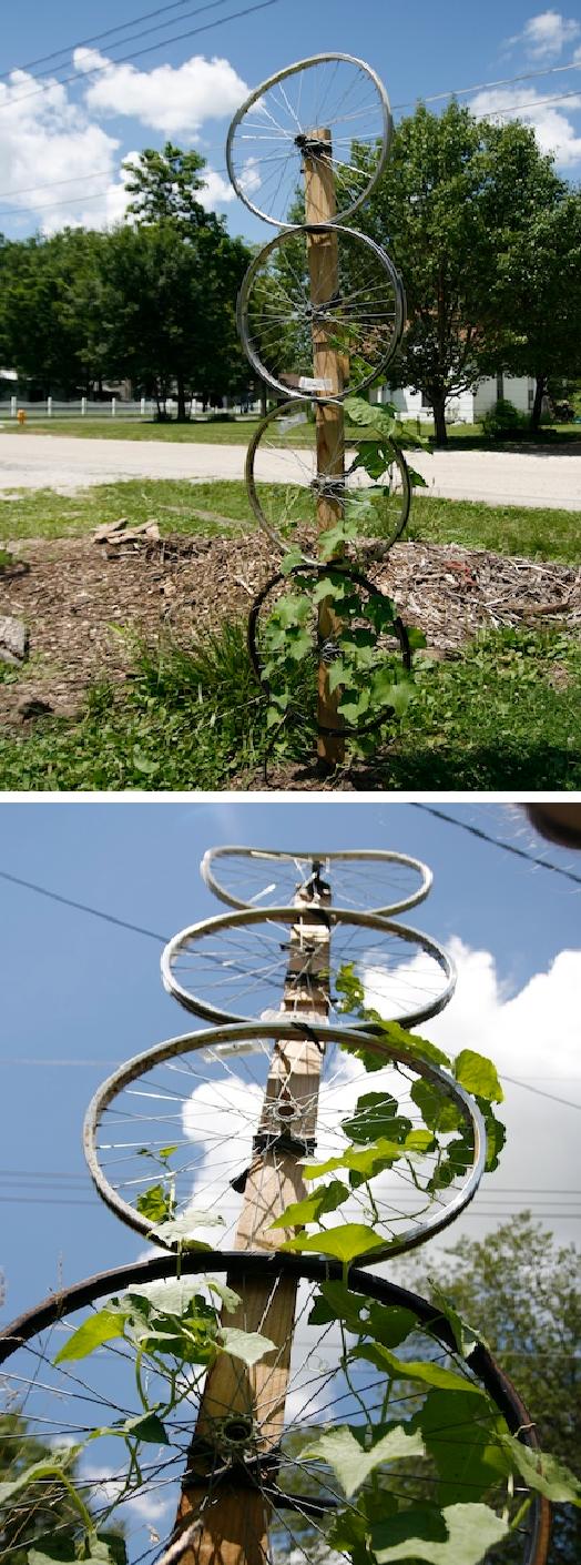 Bike Wheel Trellis Hard Luffa