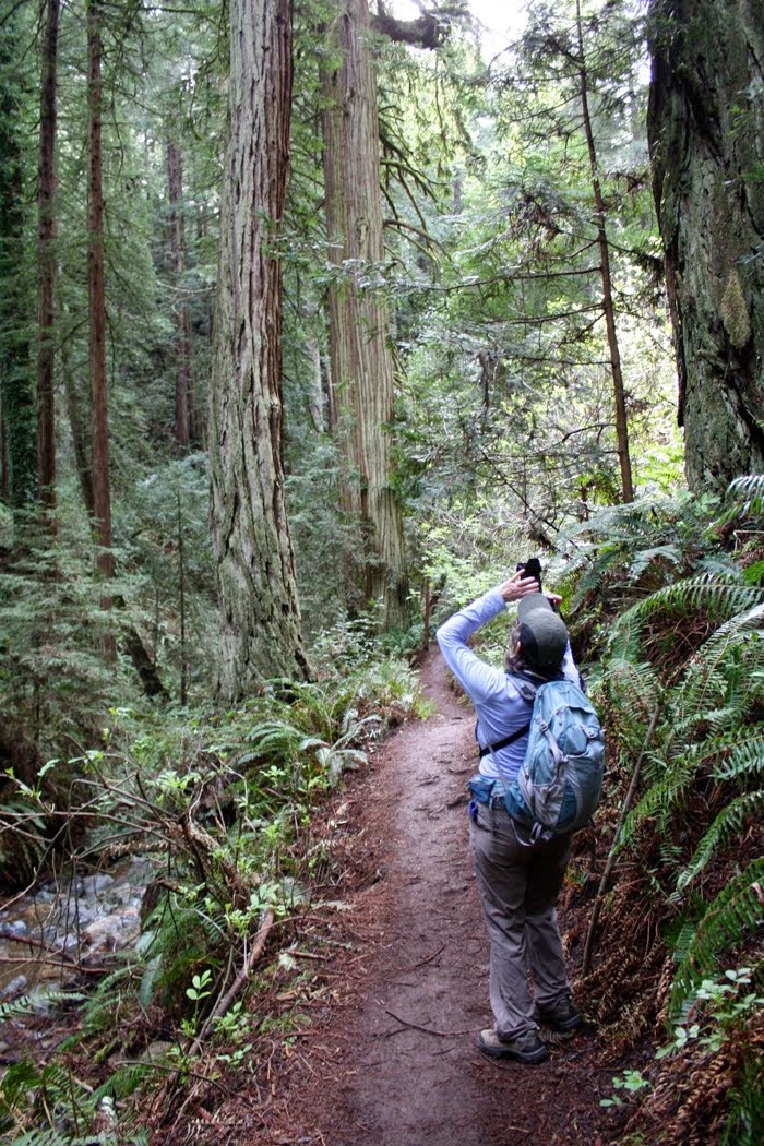 Muir Woods on the Dipsea Trail at Stinson Beach, California--2014