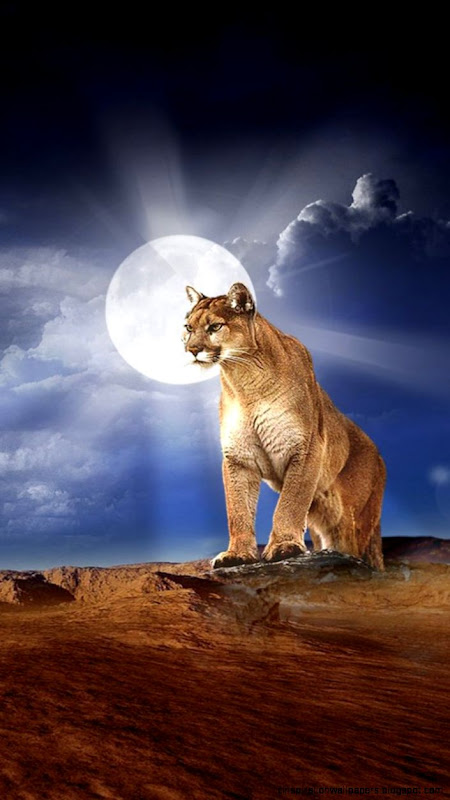 Mountain Lion HD Wallpaper 8042 Mountain Lion HD Wallpaper 8042