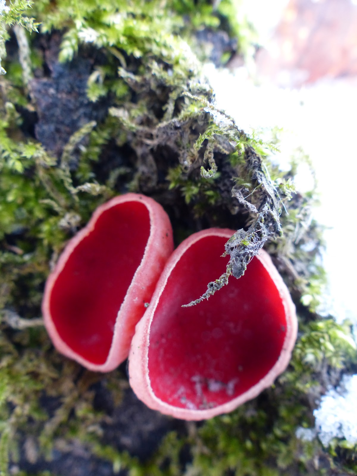 Calderdale Fungi Halifax Scientific Society Mycology Section