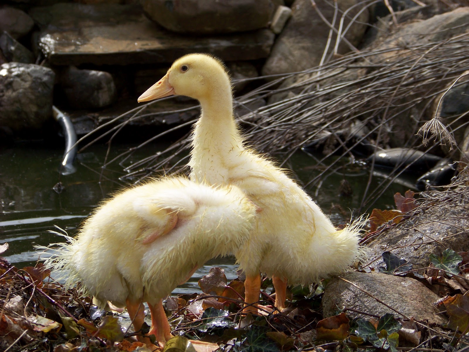 Raising Ducks Again | Community Chickens