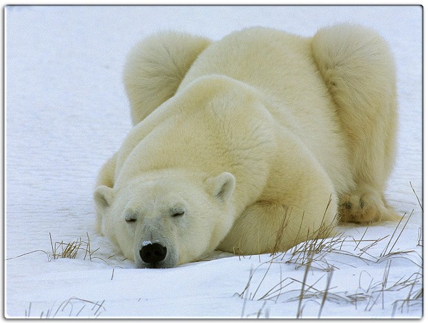 Urso Polar