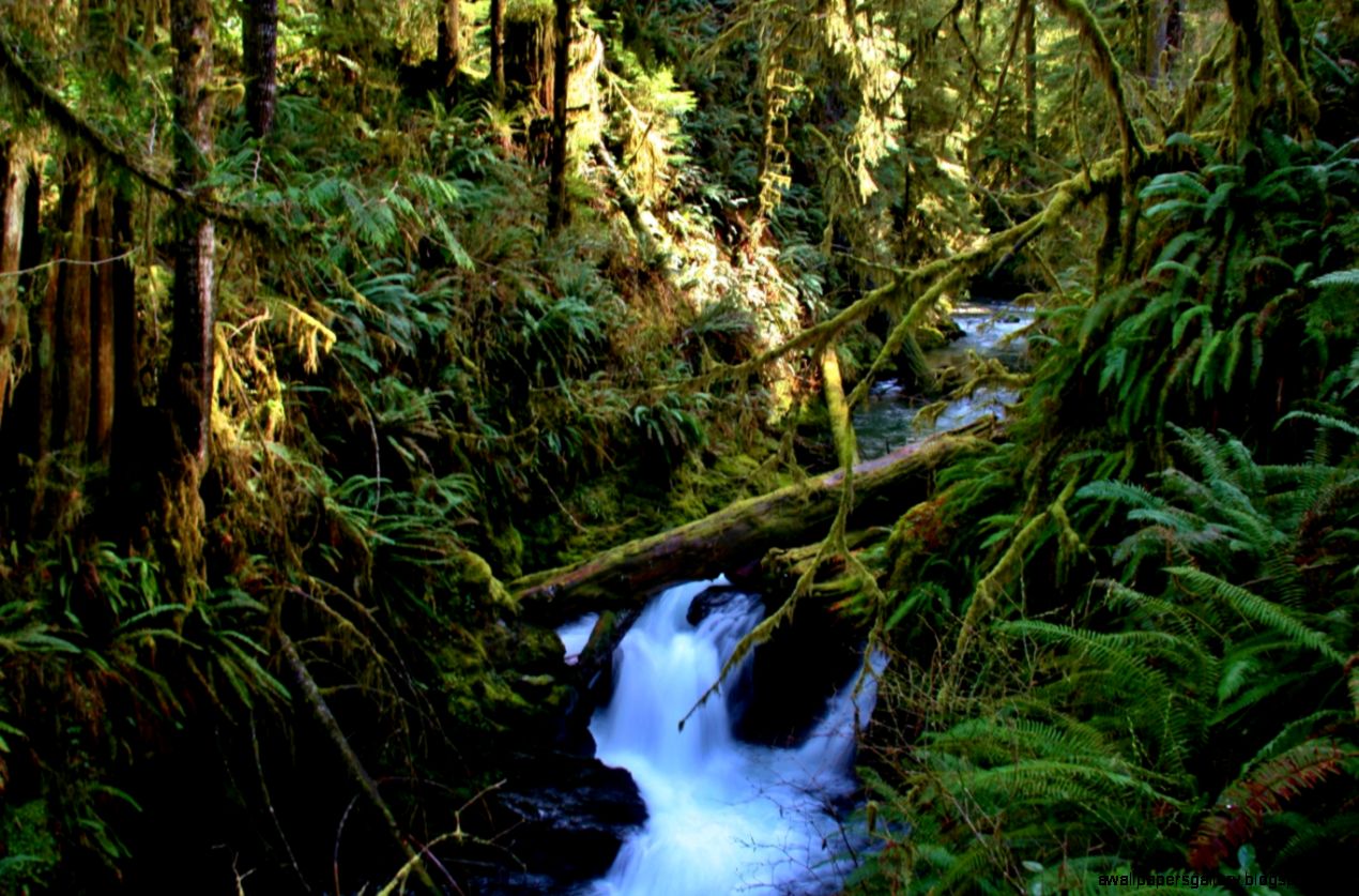 The Quinault Rainforest Nature Trail Loop Exotic Hikes The Quinault Rainforest Nature Trail Loop Exotic Hikes