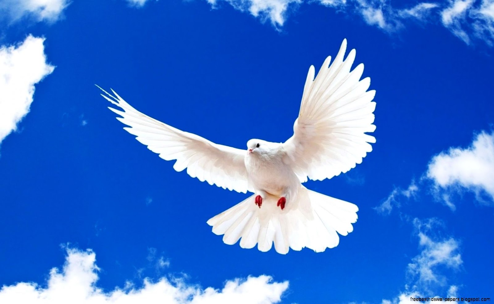 White Dove Bird White Dove Bird