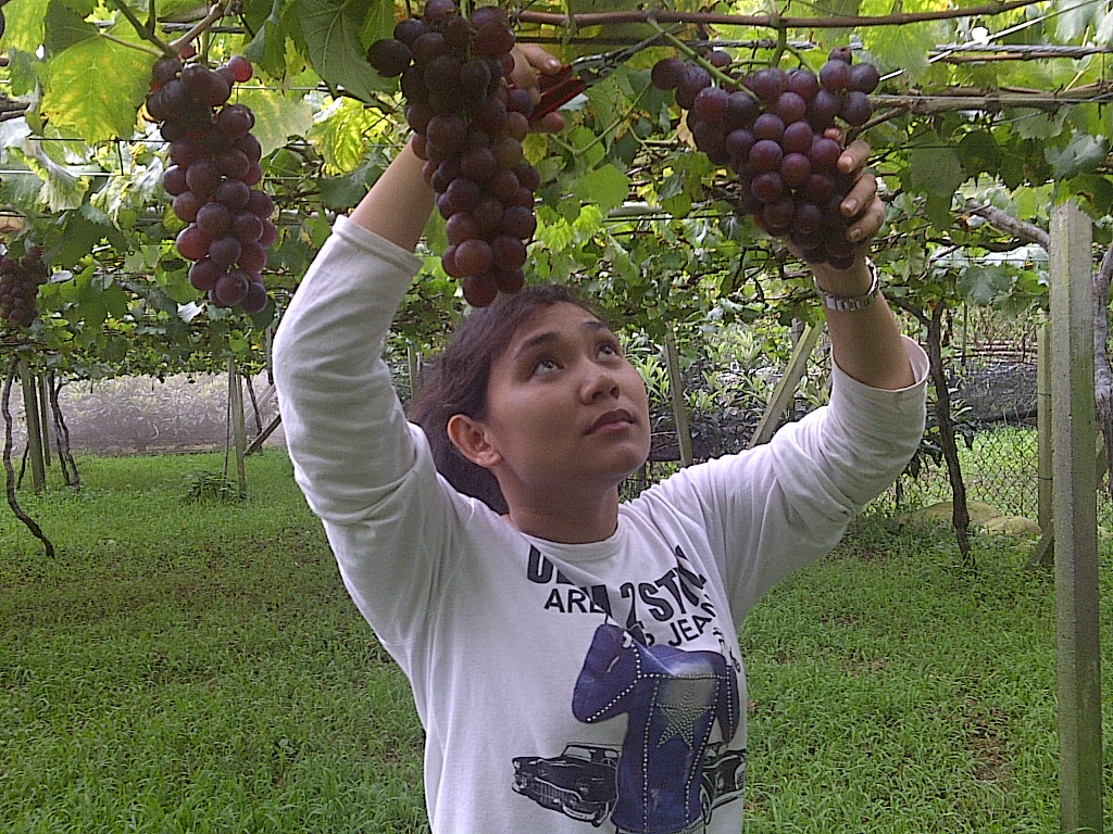 Internship in District Agrotourism Leisure Farm Taiwan