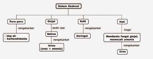 Faktor yang mempengaruhi pengeluaran keringat