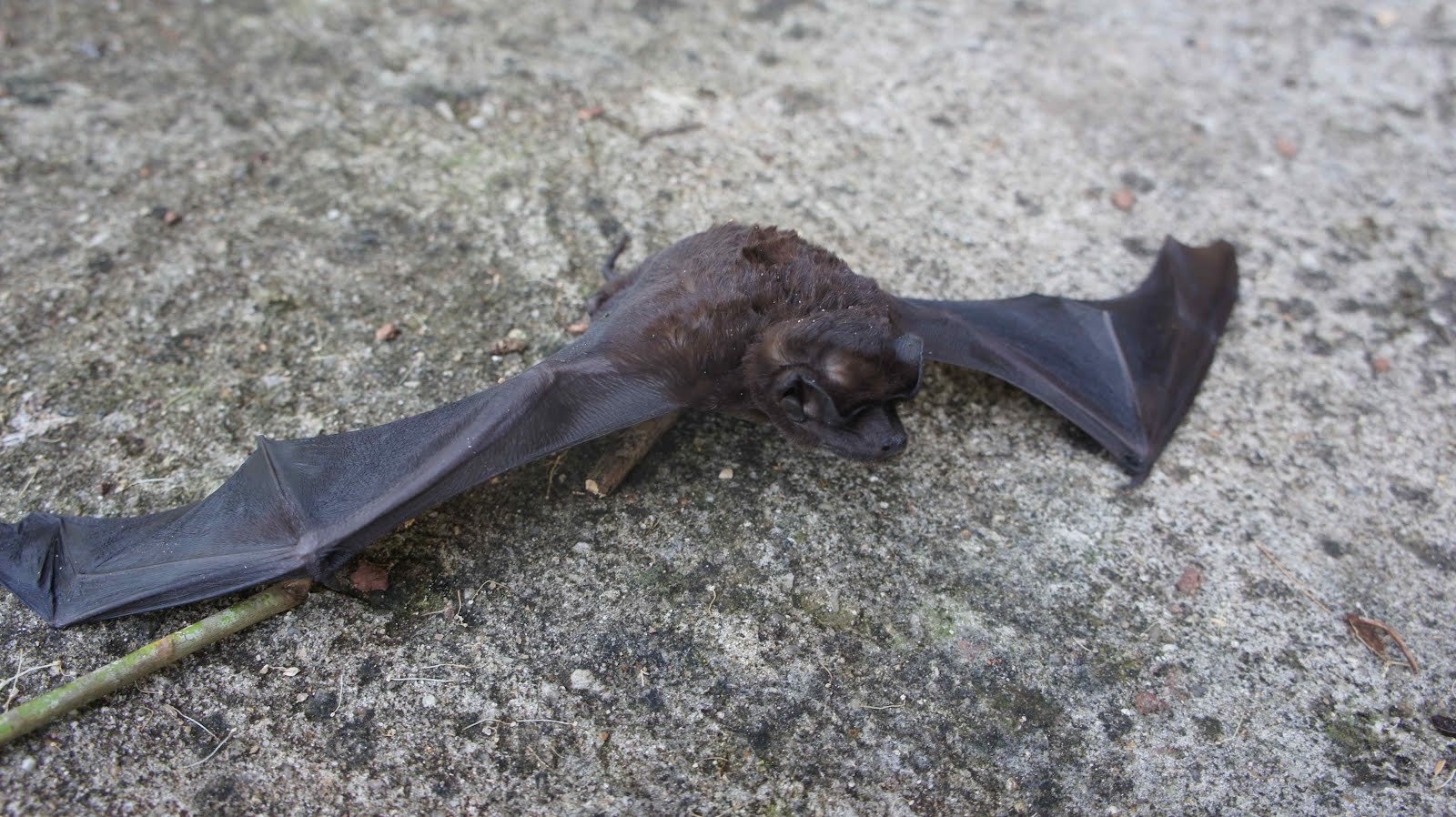 real deal religion Dead Bats for Your Anniversary?