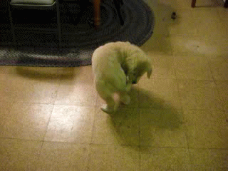 bailey-chasing-her-tail-o.gif