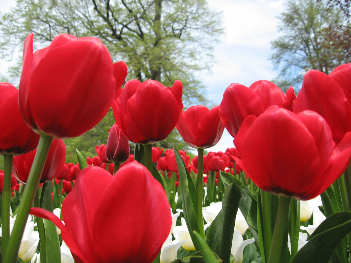 http://3.bp.blogspot.com/-swW9abW9Y-w/TeAUIk_uE_I/AAAAAAAAAM0/RAbLm3_o7Yw/s1600/2011-05-06%2BTulip%2BFest%2B203Tulip%2BFest%2B2011-05-06--749946.jpg
