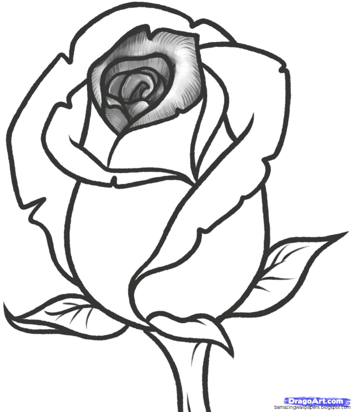 How to Draw a Rose Bud Rose Bud Step by Step Flowers Pop How to Draw a Rose Bud Rose Bud Step by Step Flowers Pop