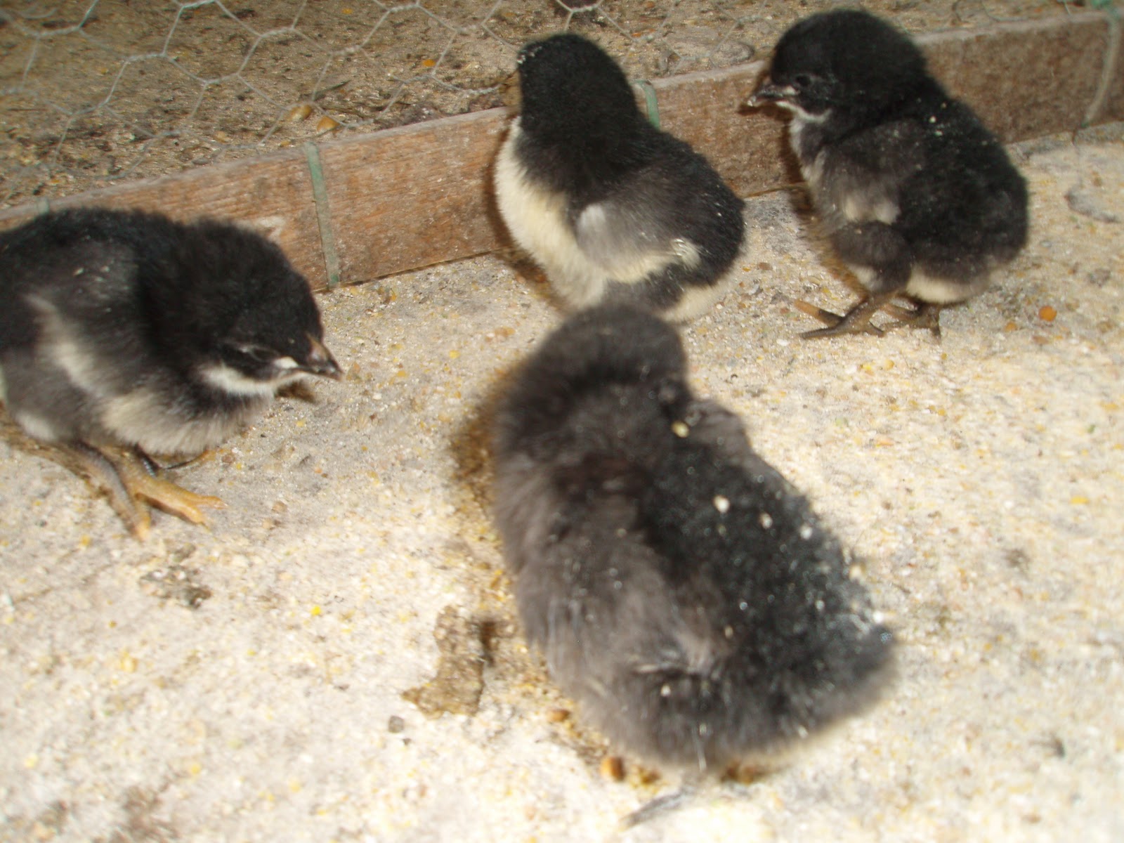 TODO GALLINAS GIGANTE DE jERSEY