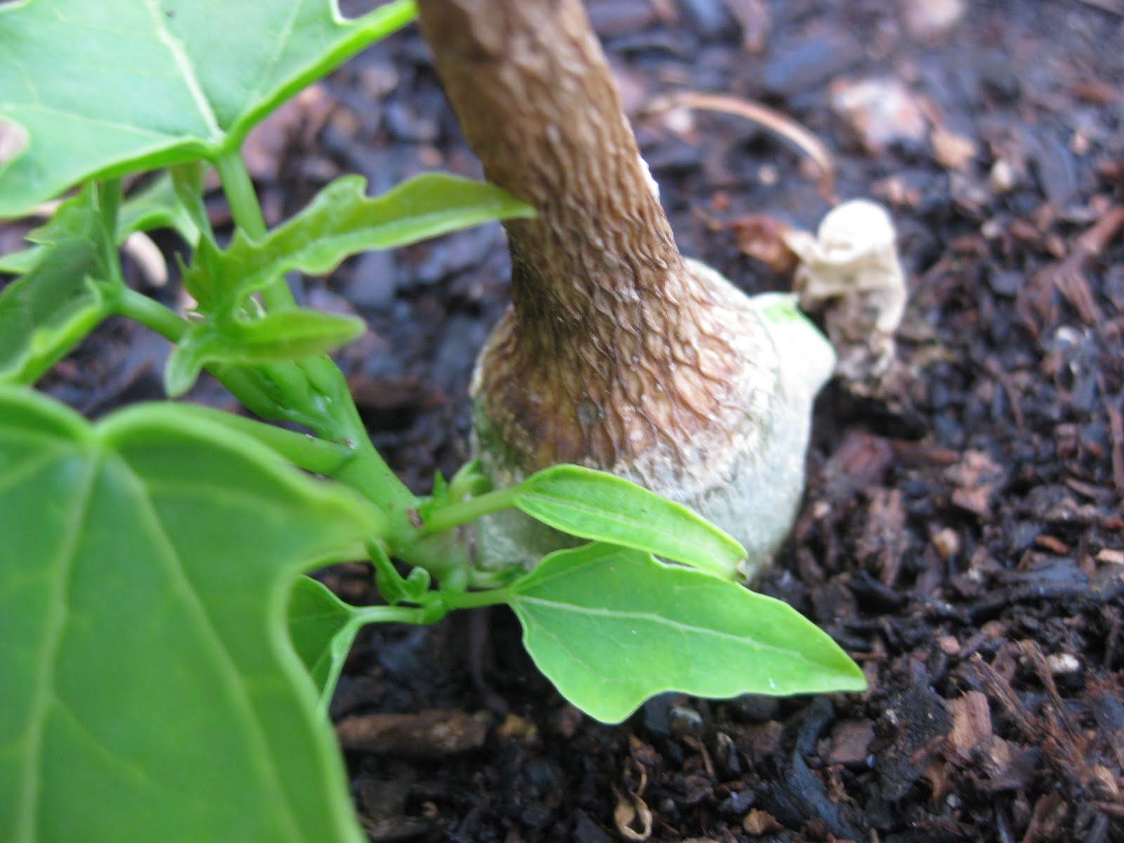 Edible Tropicals How to Grow Papaya from Seed