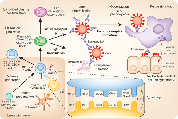 explain the antigen antibody reaction diagram transplantation of organs part 2a basic immunology explain the antigen antibody reaction diagram transplantation of organs part 2a basic immunology