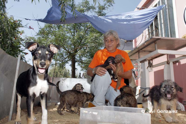 Protectoras de animales, Lleida