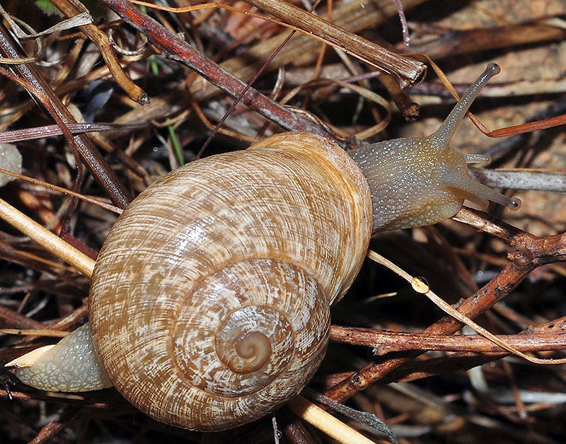 Mundo Natural Faluke Iberus gualtieranus alonensis
