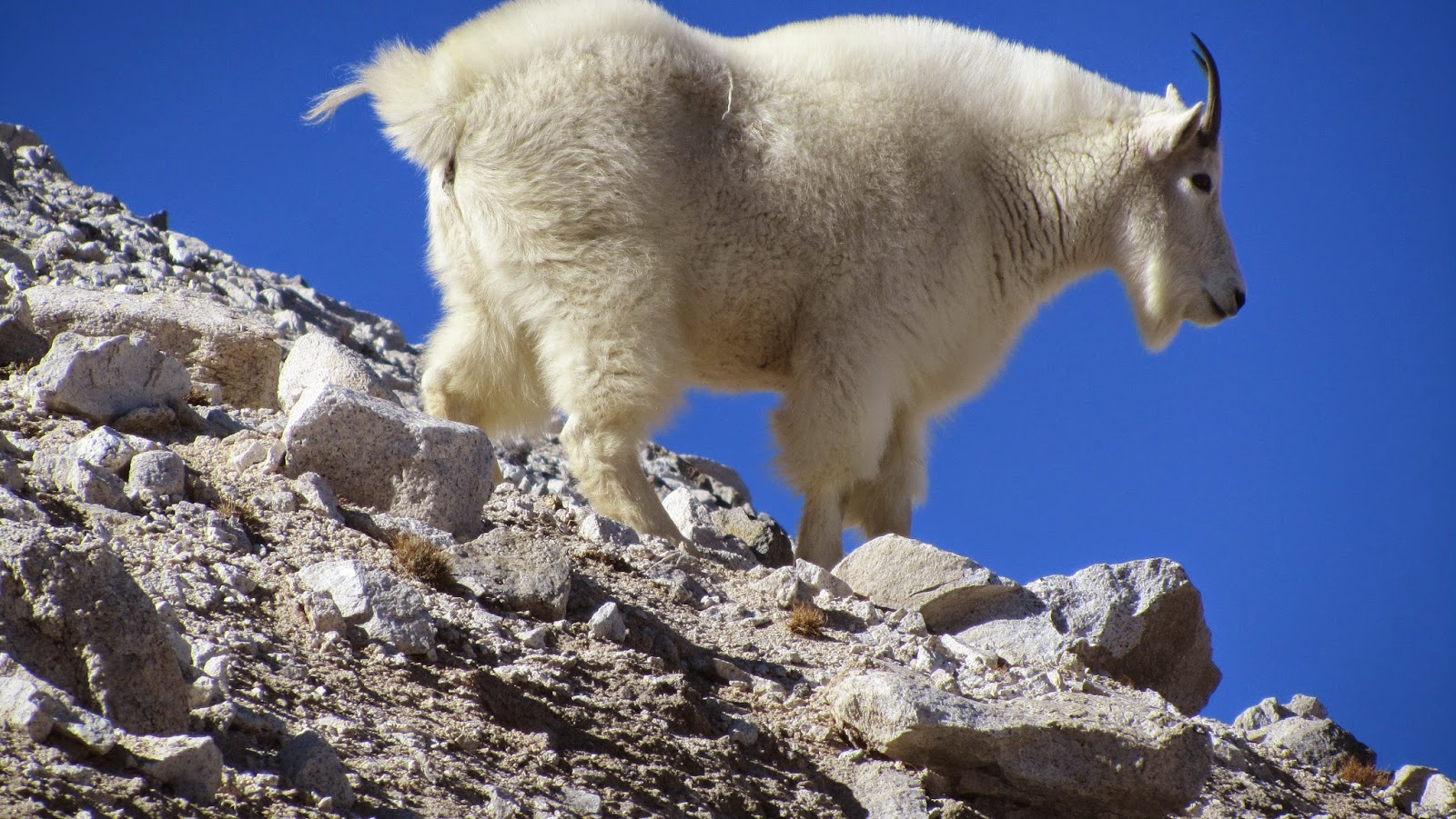 ELIF How do goats have such good balance/fearlessness for jumping on