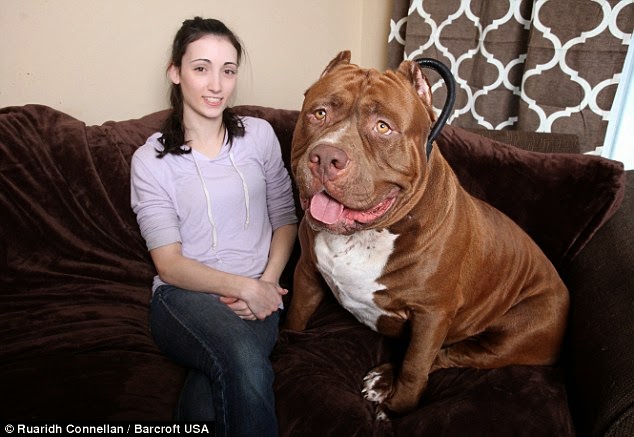 yuvarlanan kaya dunyanin en buyuk pitbull u