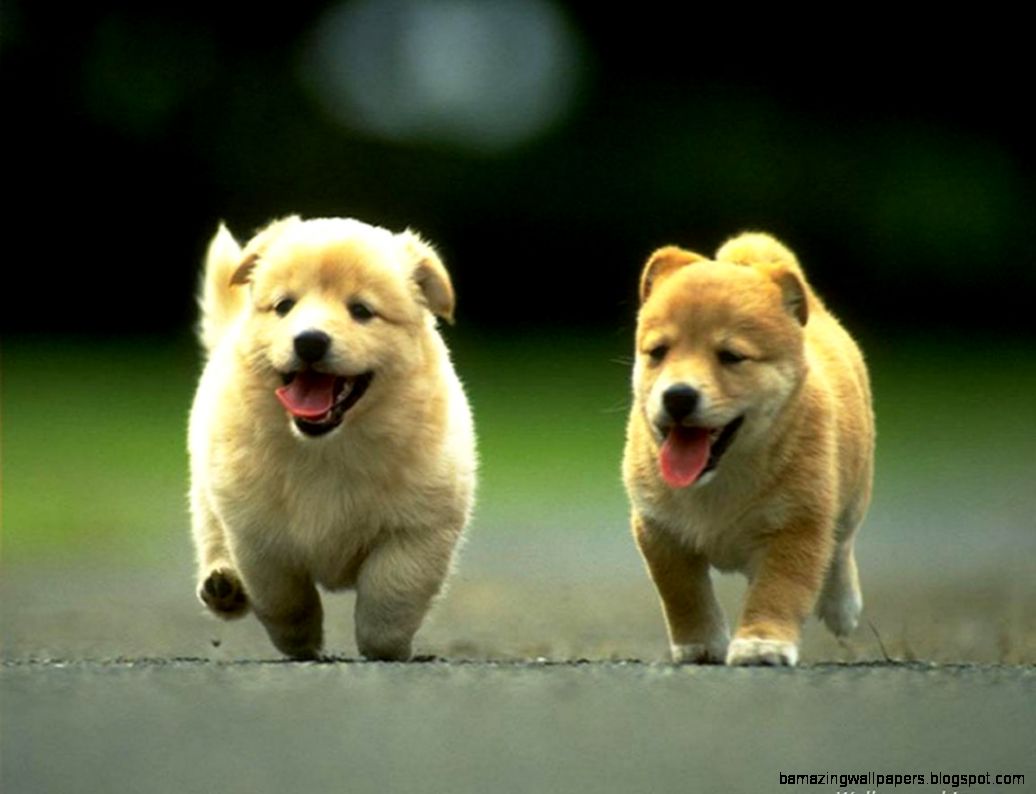 dog wallpaper for desktop 57 The Dog Wallpaper Best The Dog dog wallpaper for desktop 57 The Dog Wallpaper Best The Dog