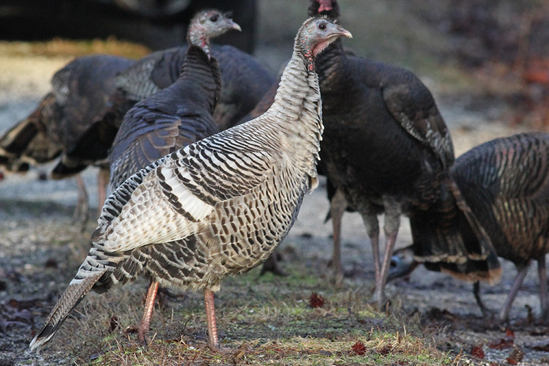 View from the Cape Turkey Time