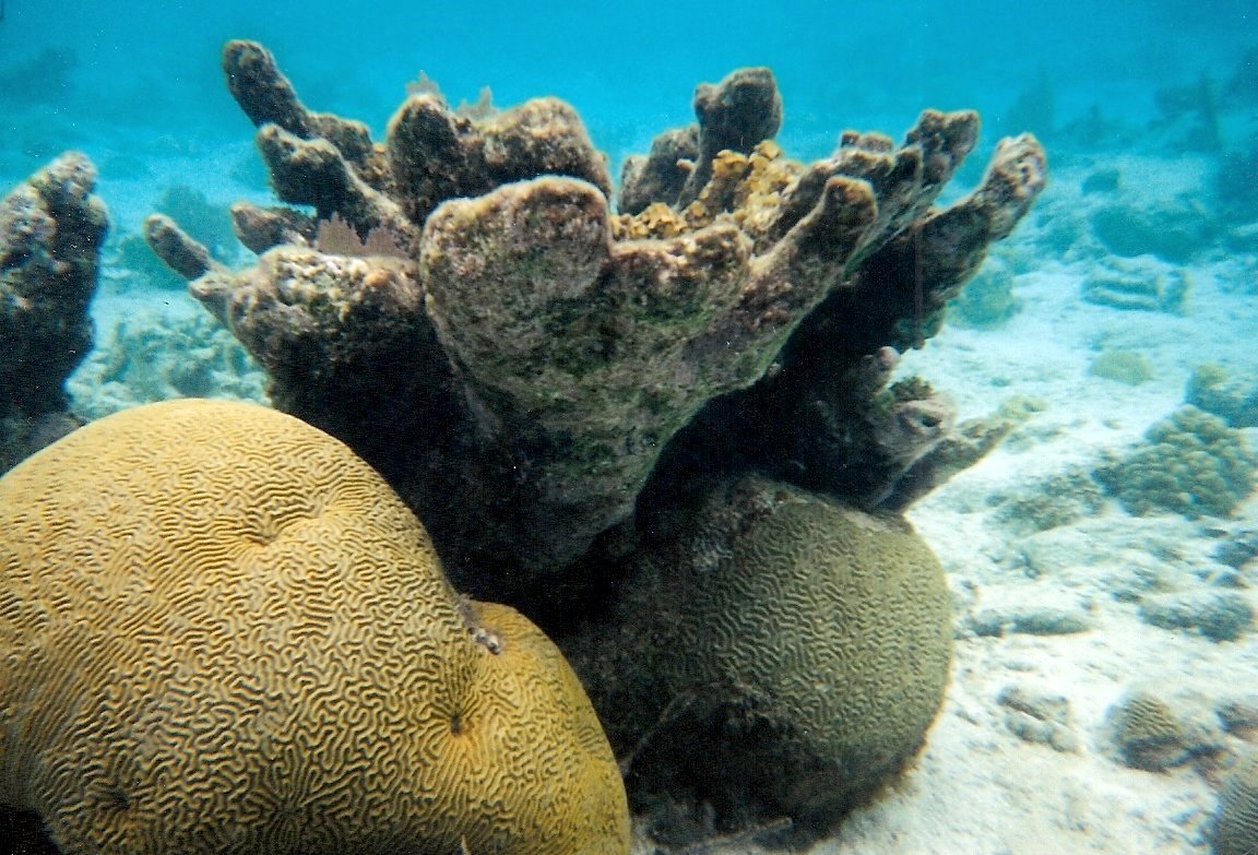 Taking Belize Belize has the Second Largest Barrier Reef in the World