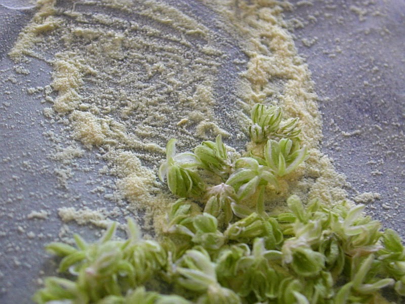 The Simplest Way To Make Marijuana Seeds The 420 Shack