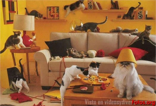 familia-gatos.jpg
