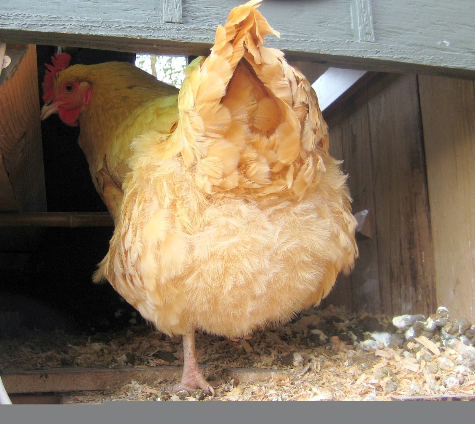 Man CAUGHT having SEX with CHICKEN