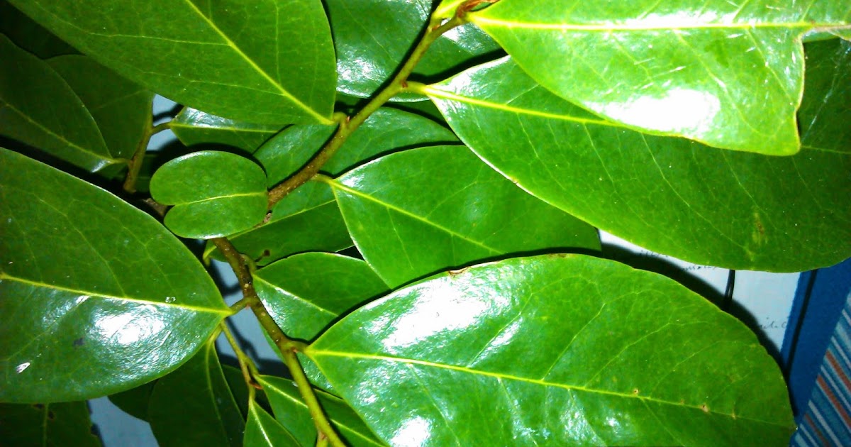 3 Macam Daun yang Bisa Digunakan sebagai Pestisida Organik