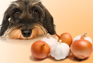 Proper Dog Nutrition Information Proper Dog Nutrition Information