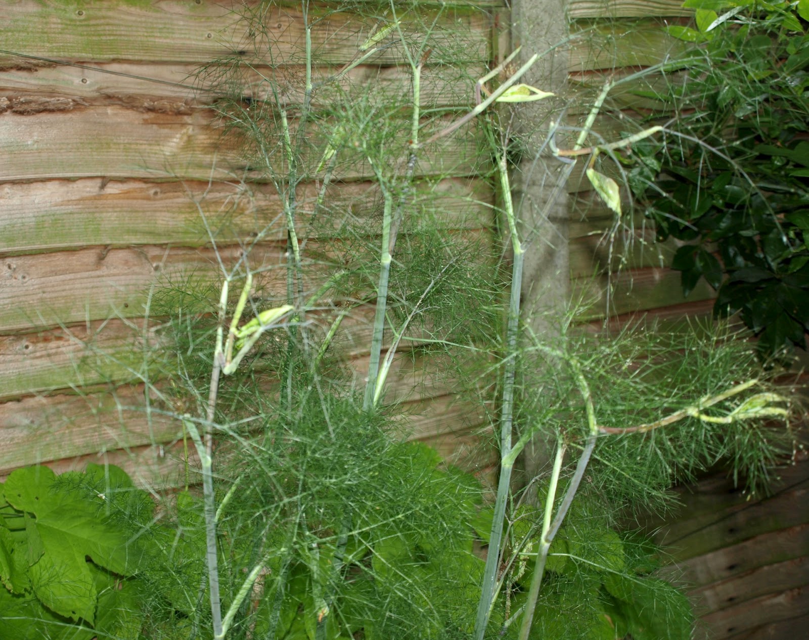 Mark's Veg Plot Bronze Fennel