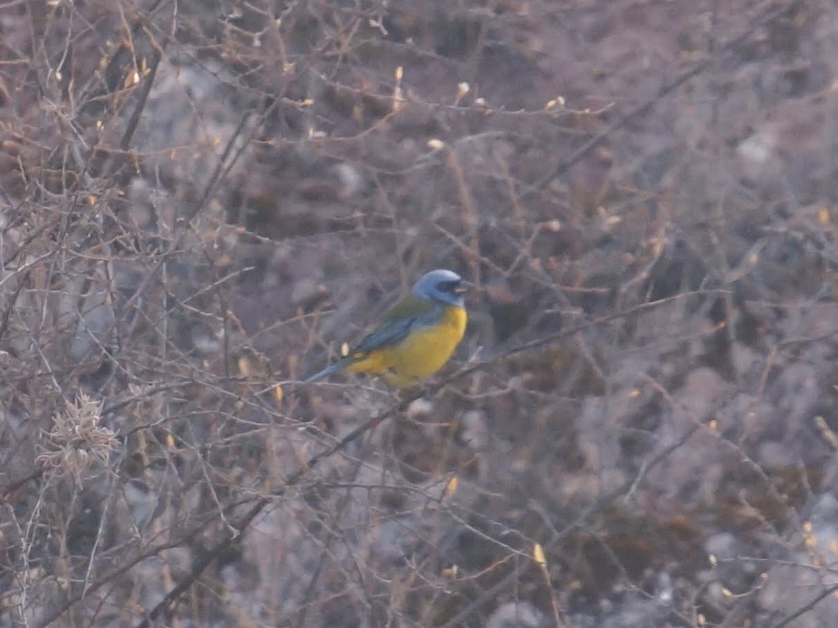 南米野鳥図鑑 ミナミズアオフウキンチョウ 英語名 Blue And Yellow Tanager スペイン語名 Tangara Azul Amarilla 学名 Thraupis Bonariensis