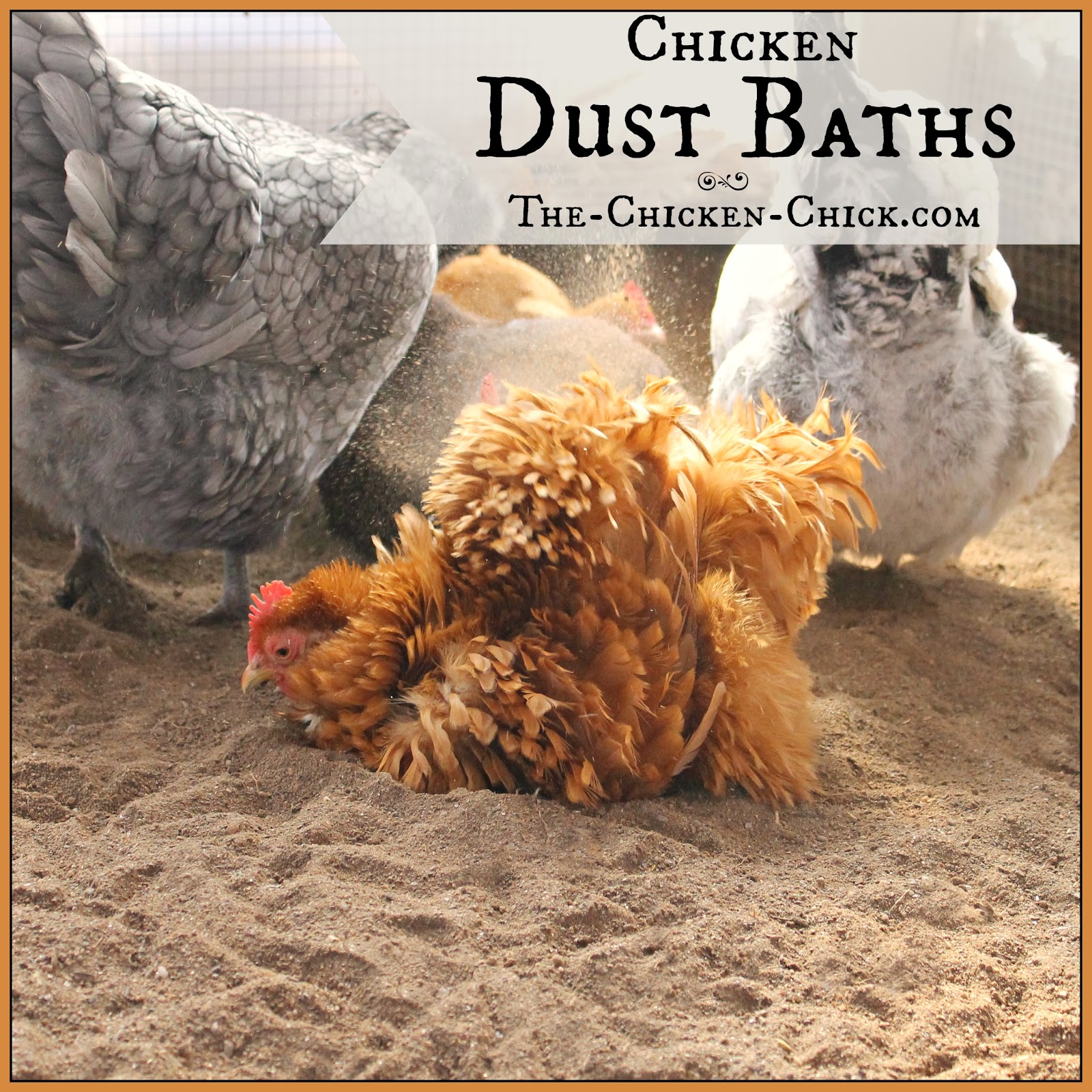 Chicken Dust Bath Ideas at Kelly Dreiling blog