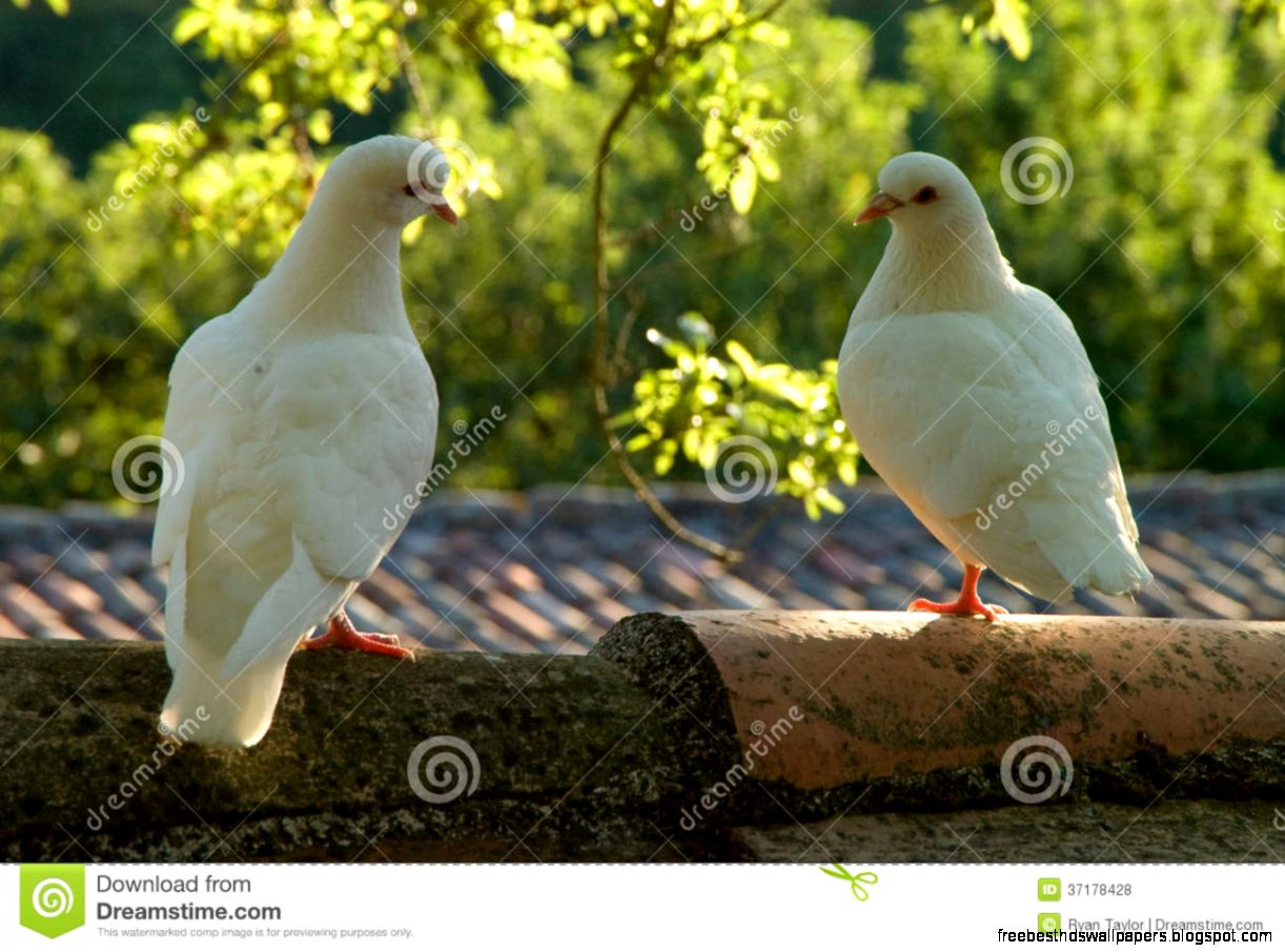 Two Dove Lovers In Evening Sunlight Royalty Free Stock Photos Two Dove Lovers In Evening Sunlight Royalty Free Stock Photos