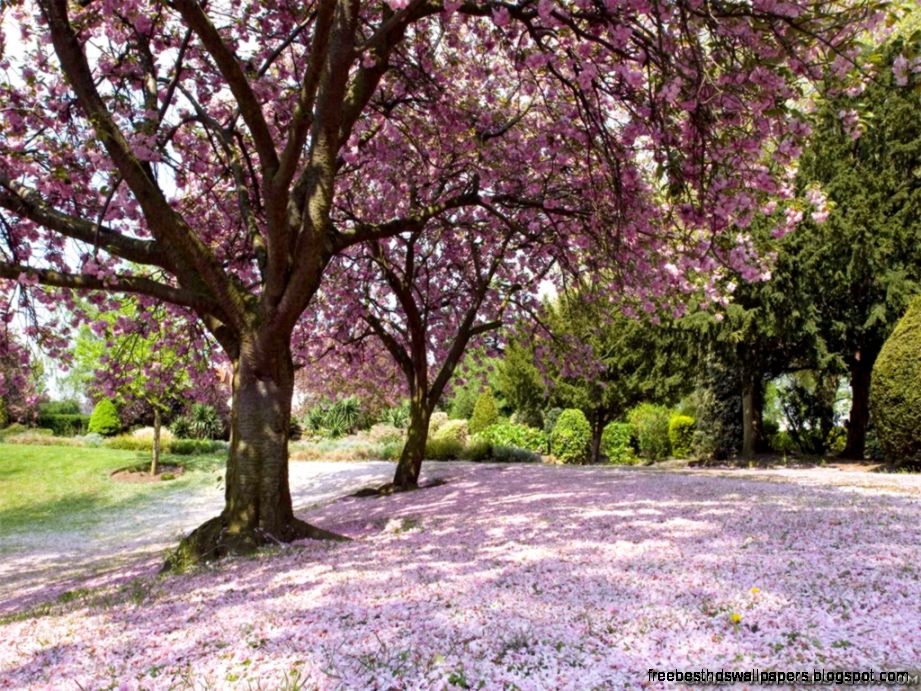 Spring Trees wallpapers   Crazy Frankenstein Spring Trees wallpapers   Crazy Frankenstein