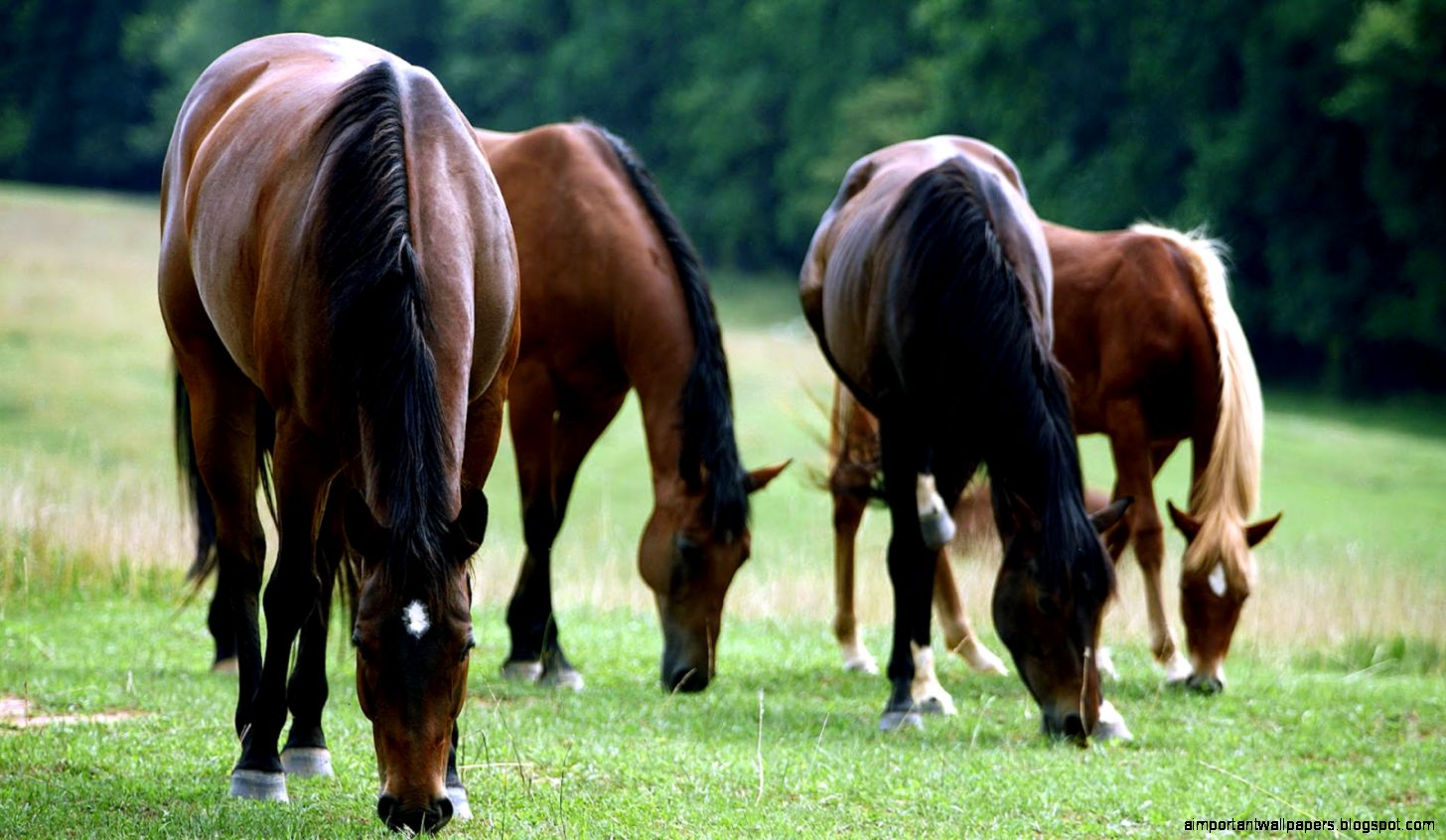 Horse Eating Grass Wallpaper Size 1600x900 Horse Eating Grass Wallpaper Size 1600x900